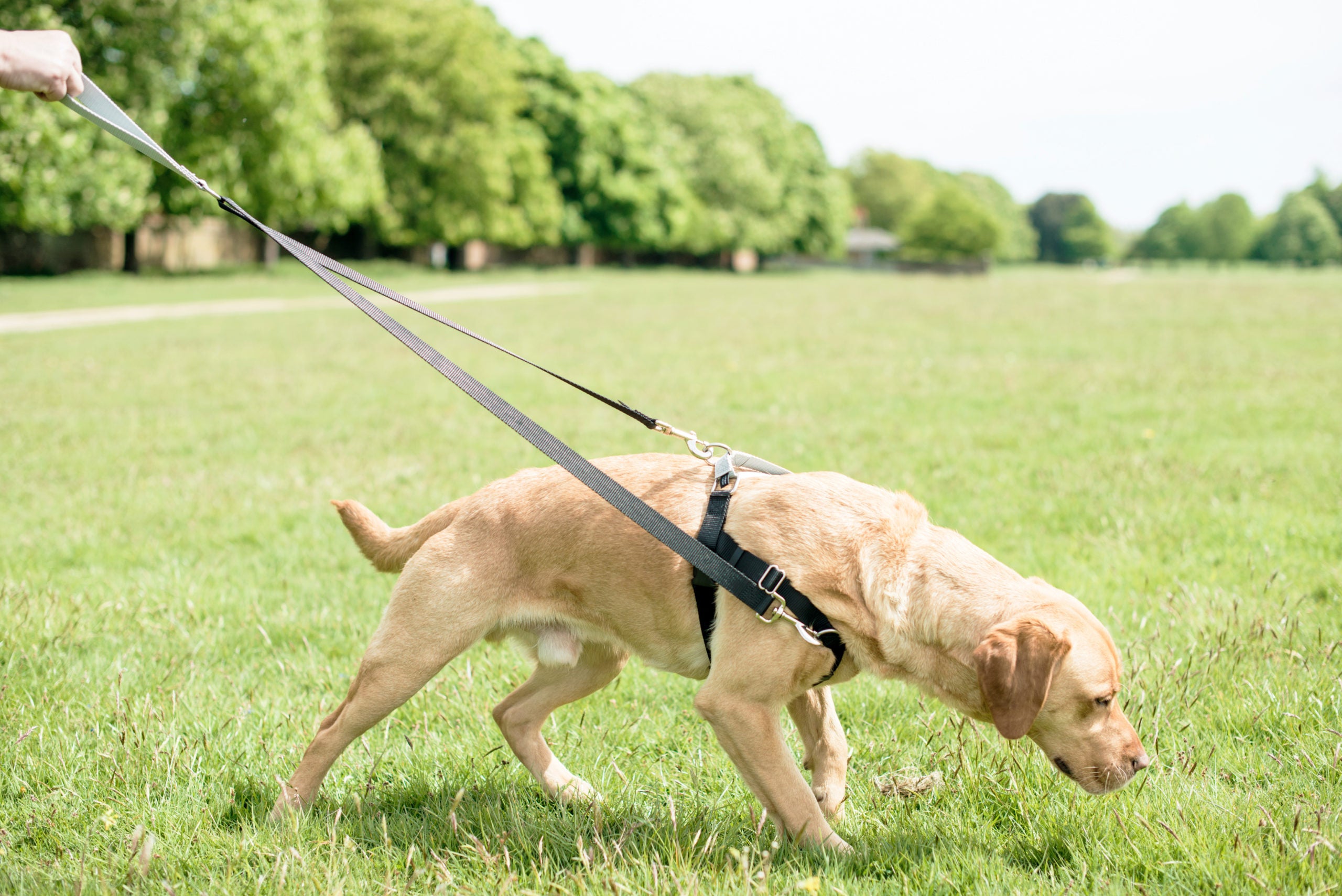 golden retriever pulls on leash