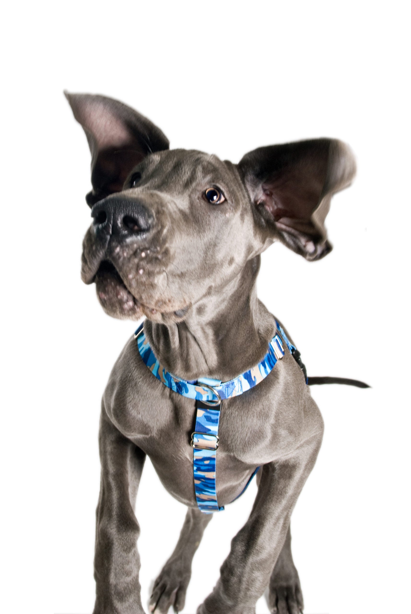 What is a Side Release Dog Collar? - 2 Hounds Design