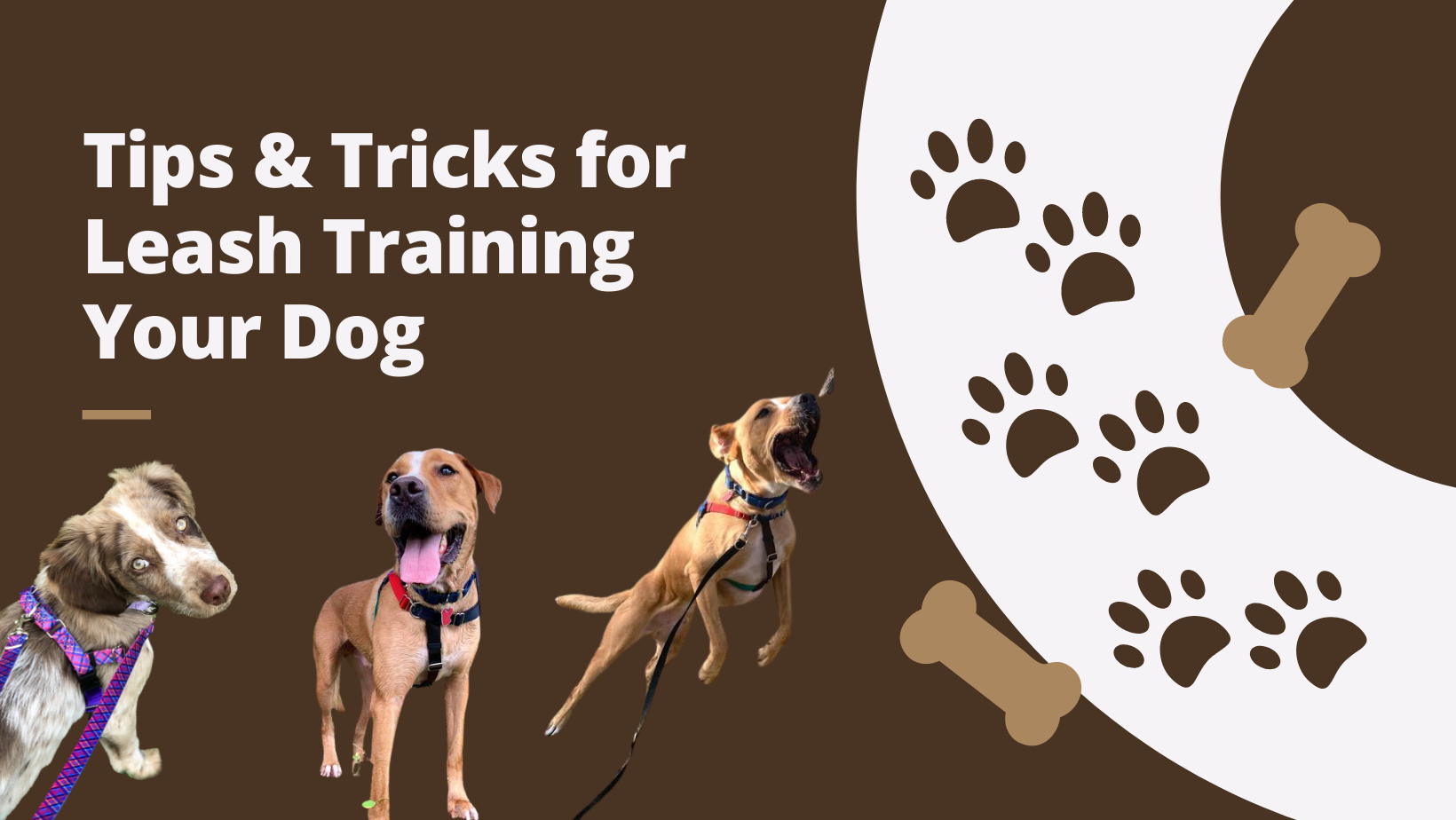 graphic with leash training blog title and images of dogs on leashes