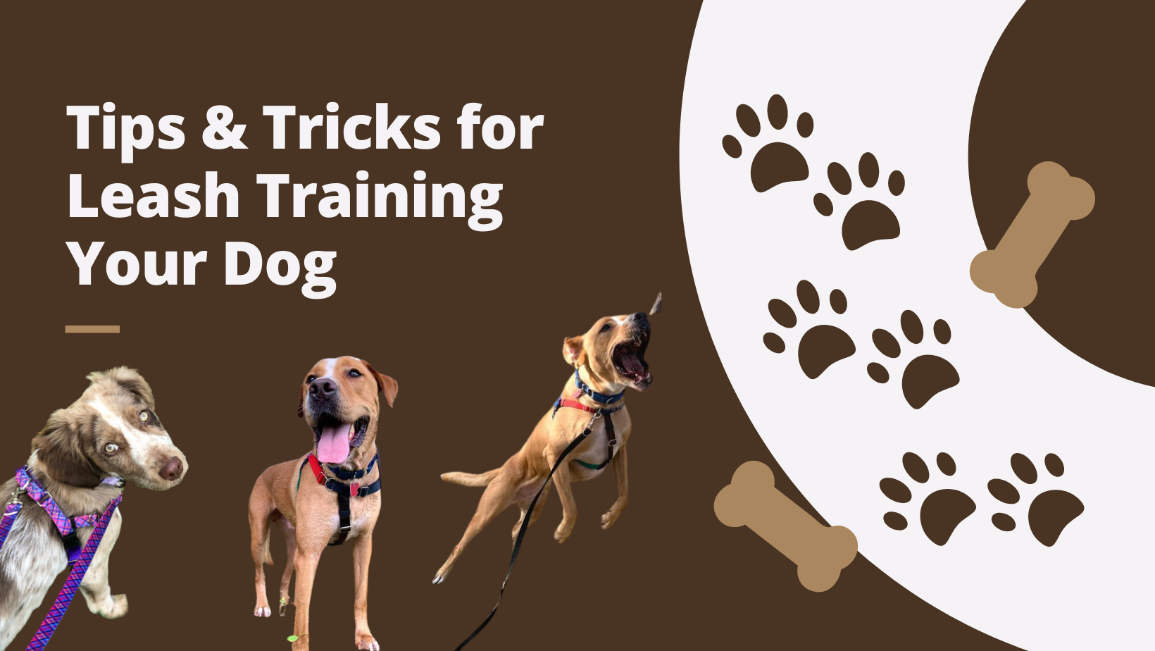 how to leash train a dog with a harness