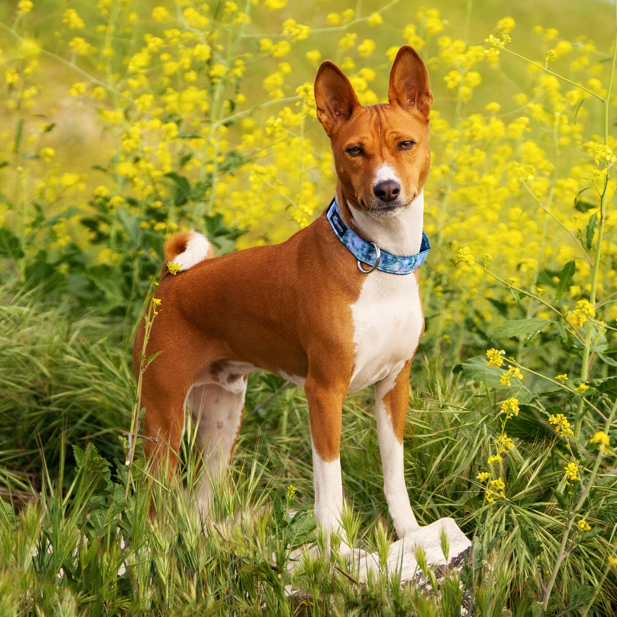 Happy Healthy Hound Gift Set